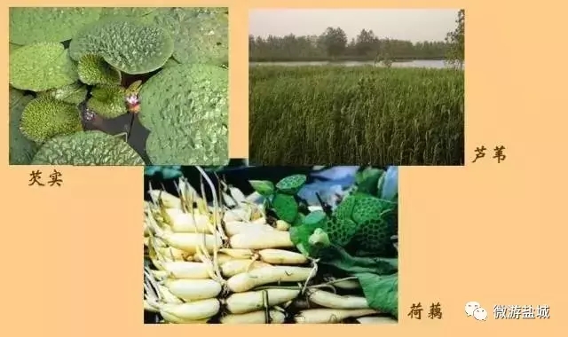 大丰荷兰花海、冬枣采摘、阜宁金沙湖特惠一日游