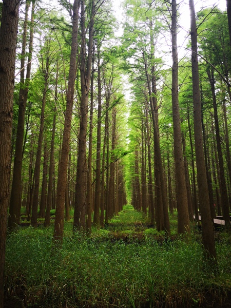 摄影：金湖水上森林（胡凌）