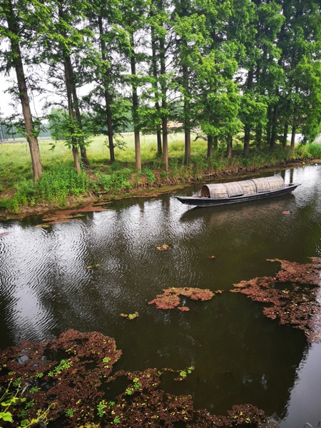 摄影：金湖水上森林（胡凌）