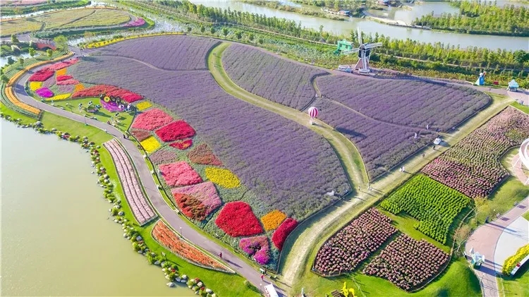 大丰荷兰花海、冬枣采摘、阜宁金沙湖特惠一日游