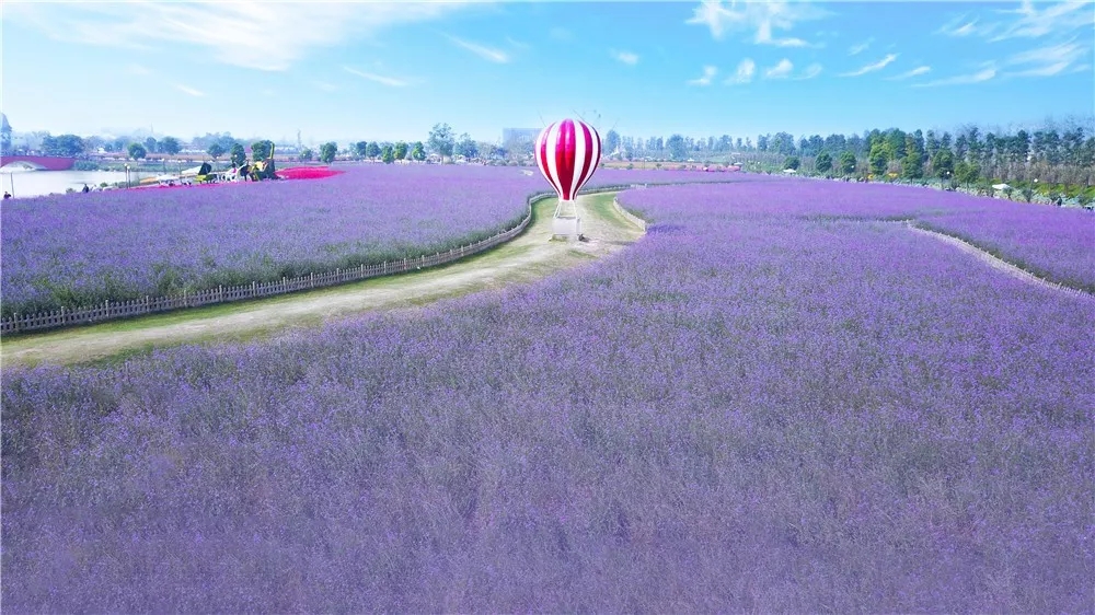 大丰荷兰花海、冬枣采摘、阜宁金沙湖特惠一日游