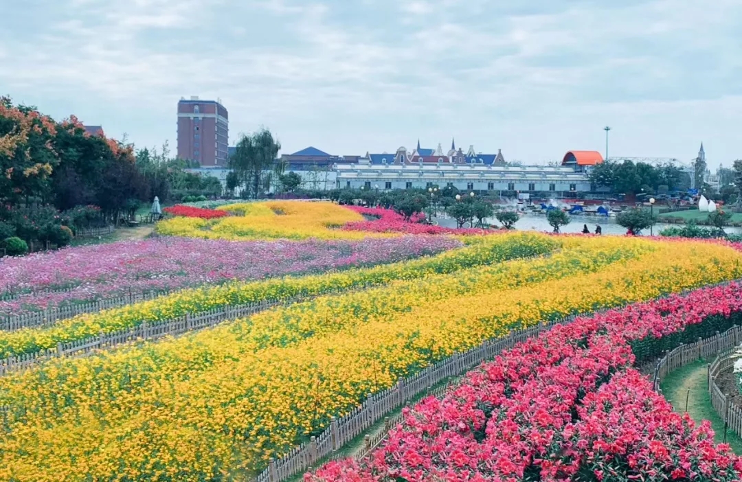 大丰荷兰花海、冬枣采摘、阜宁金沙湖特惠一日游