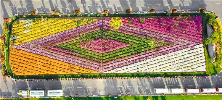 大丰荷兰花海、冬枣采摘、阜宁金沙湖特惠一日游