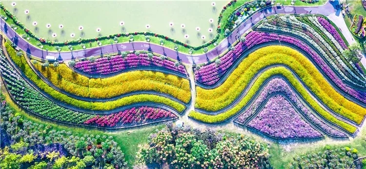 大丰荷兰花海、冬枣采摘、阜宁金沙湖特惠一日游