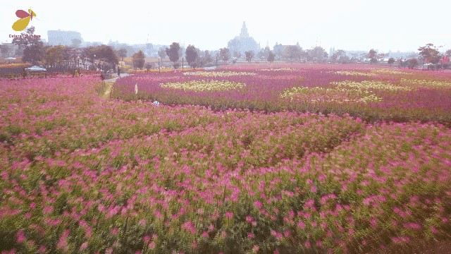 大丰荷兰花海、冬枣采摘、阜宁金沙湖特惠一日游