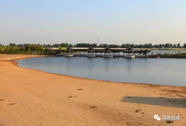 大丰荷兰花海、冬枣采摘、阜宁金沙湖特惠一日游