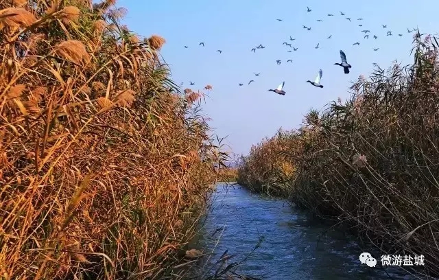 大丰荷兰花海、冬枣采摘、阜宁金沙湖特惠一日游