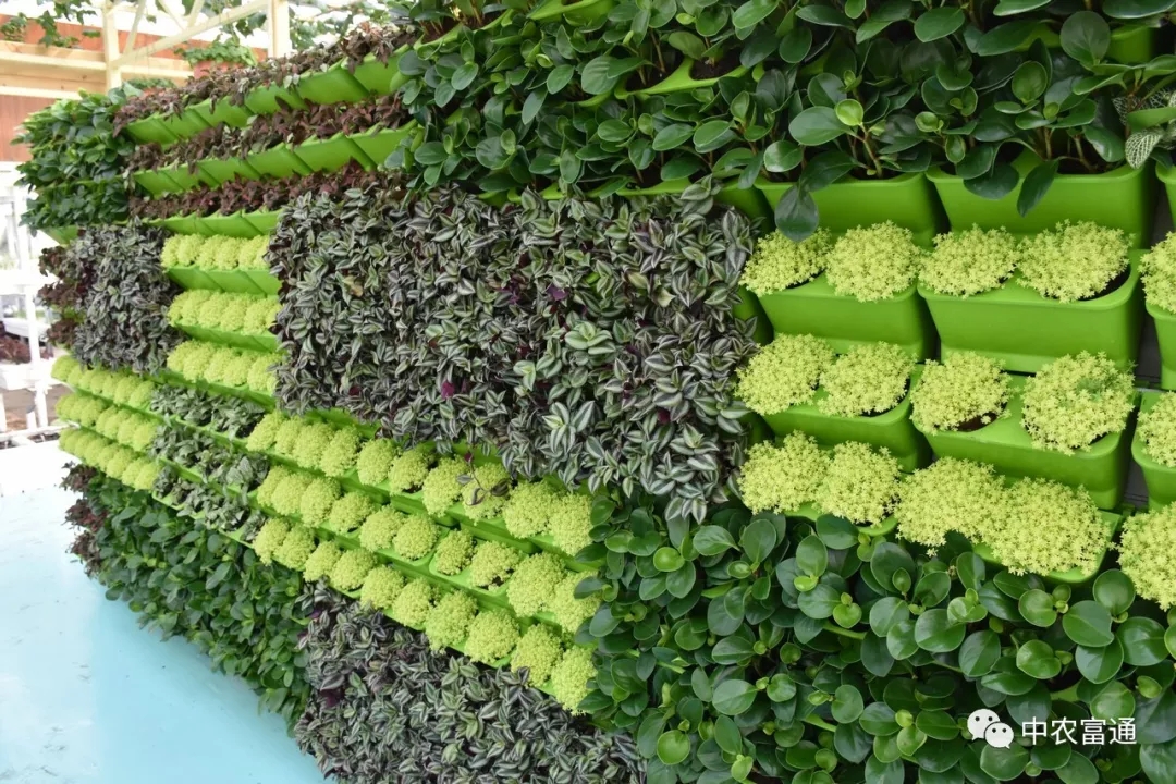 白马湖马戏嘉年华、蝶恋花主题馆 +金湖水漾年华一日游