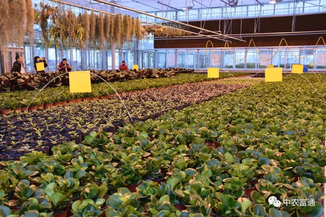 白马湖马戏嘉年华、蝶恋花主题馆 +金湖水漾年华一日游