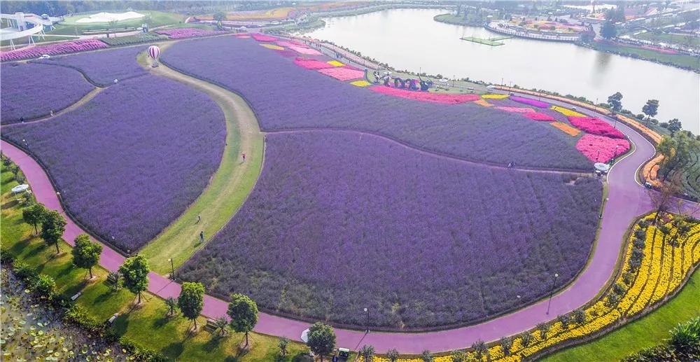 大丰荷兰花海、冬枣采摘、阜宁金沙湖特惠一日游