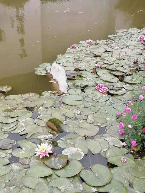 摄影：云龙湖风光（静女）
