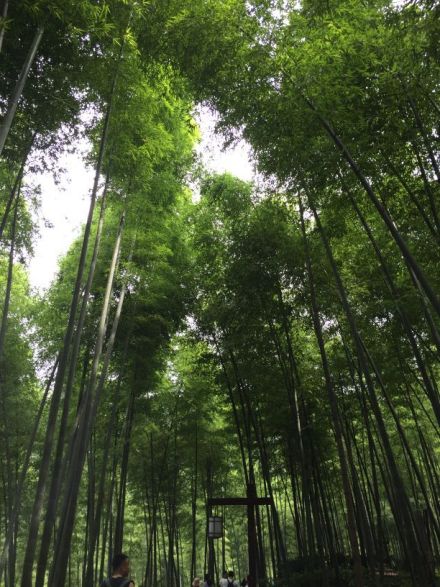 摄影：隔篁竹闻水声（其姝）