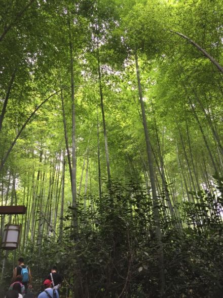 摄影：隔篁竹闻水声（其姝）