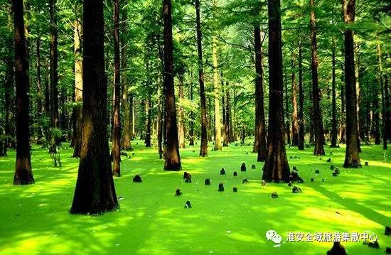 旅游直通车钜惠延期至5月31日