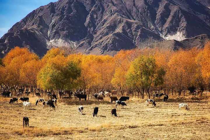 摄影：最美西藏之佛国清音（叶健）